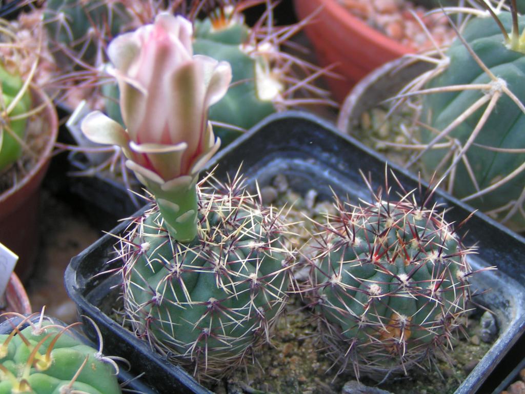 Gymnocalycium erinaceum